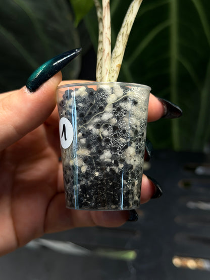 Alocasia Zebrina Variegata vergrünt Nr.1