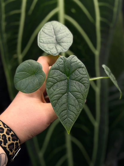 Alocasia Melo Nr.3
