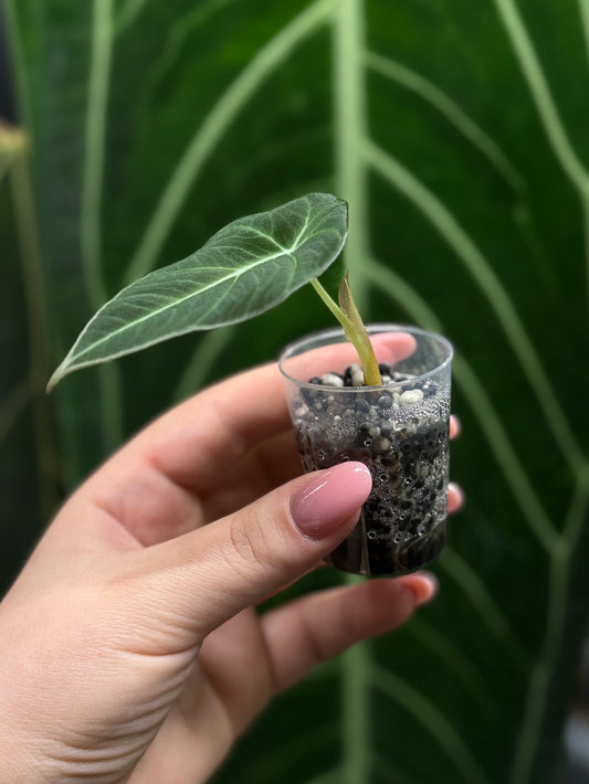 Alocasia Black Velvet Nr.3