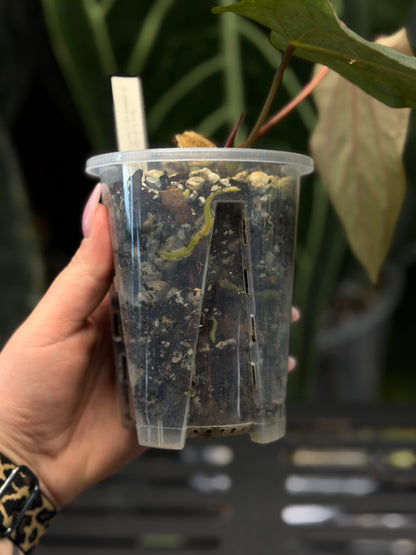 Anthurium (Carla x Dressleri) x (RLxFS F2) Cutting Nr.1