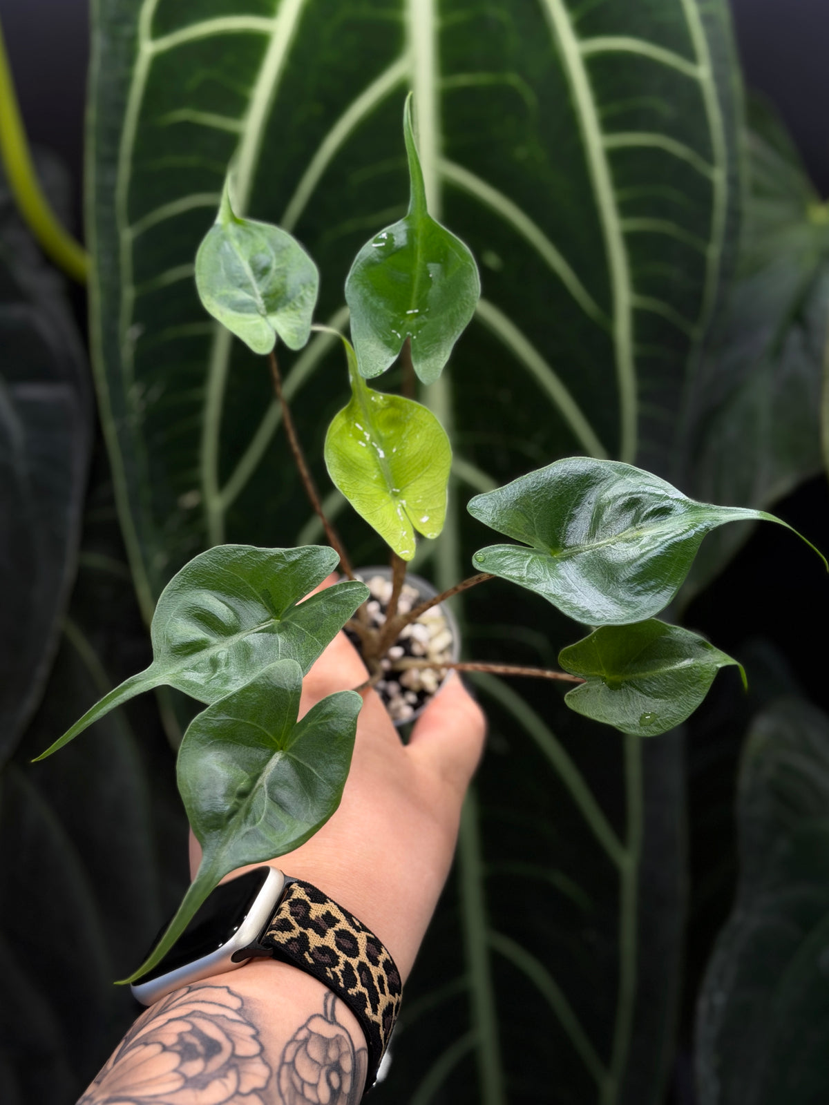 Alocasia Stingray Aurea Low Variegata
