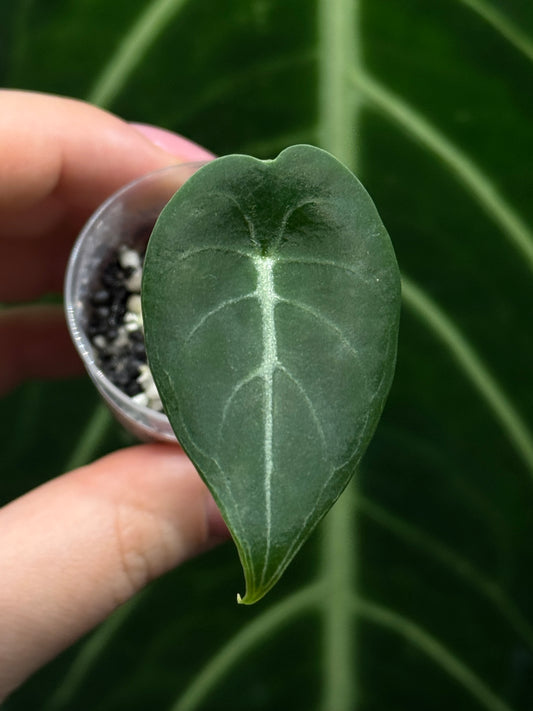 Alocasia Watsoniana Nr.3