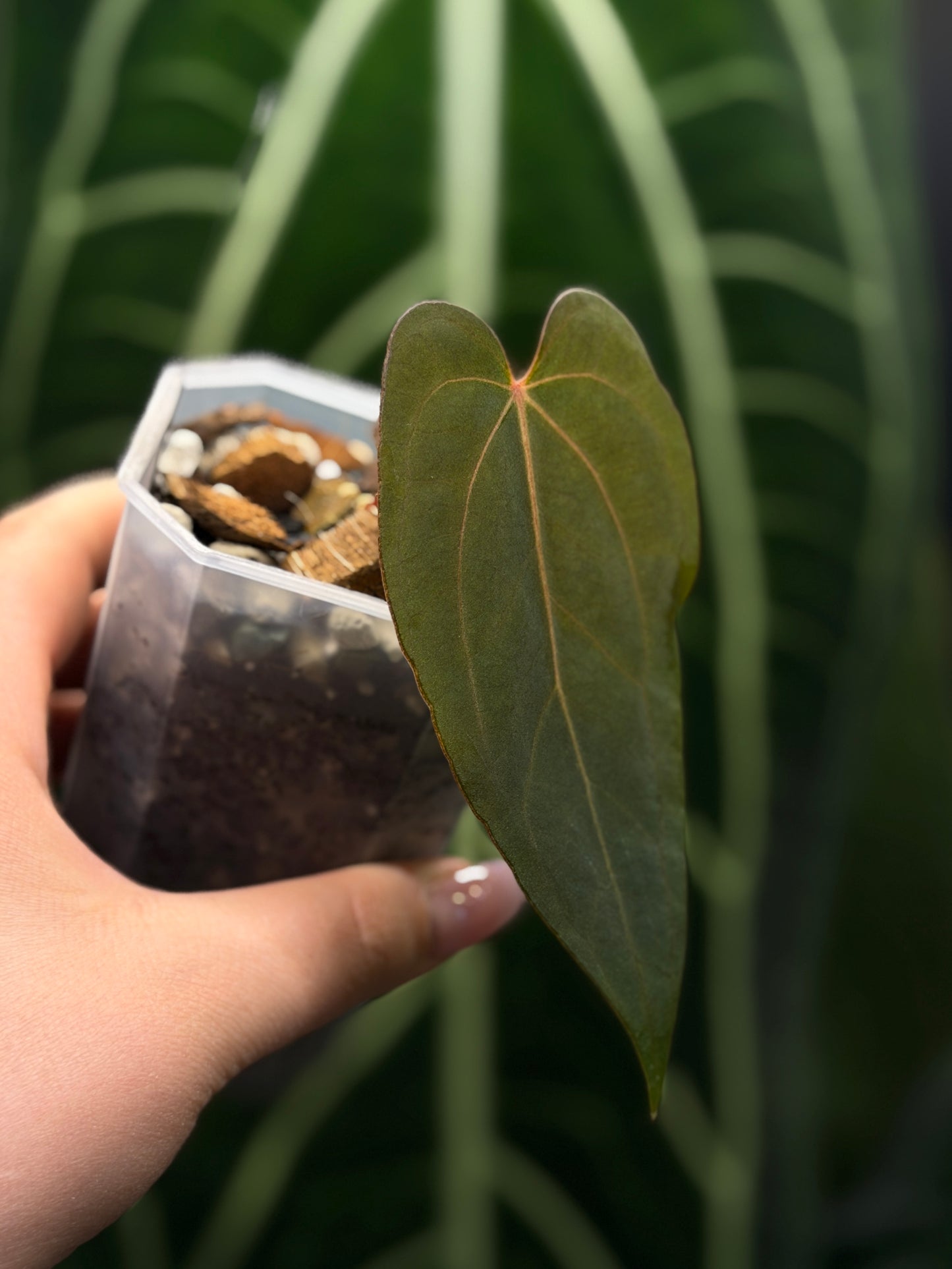 Anthurium (Carla x Dressleri) x (RLxFS F2) Cutting Nr.2