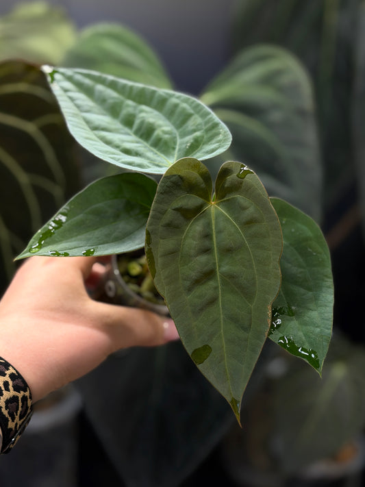 Anthurium (Luxurians x Magnificum) X (Papillilaminum Dark) Nr.1