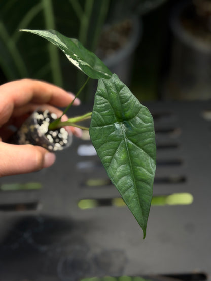 Alocasia Simpo Albo Low Variegata Nr.3