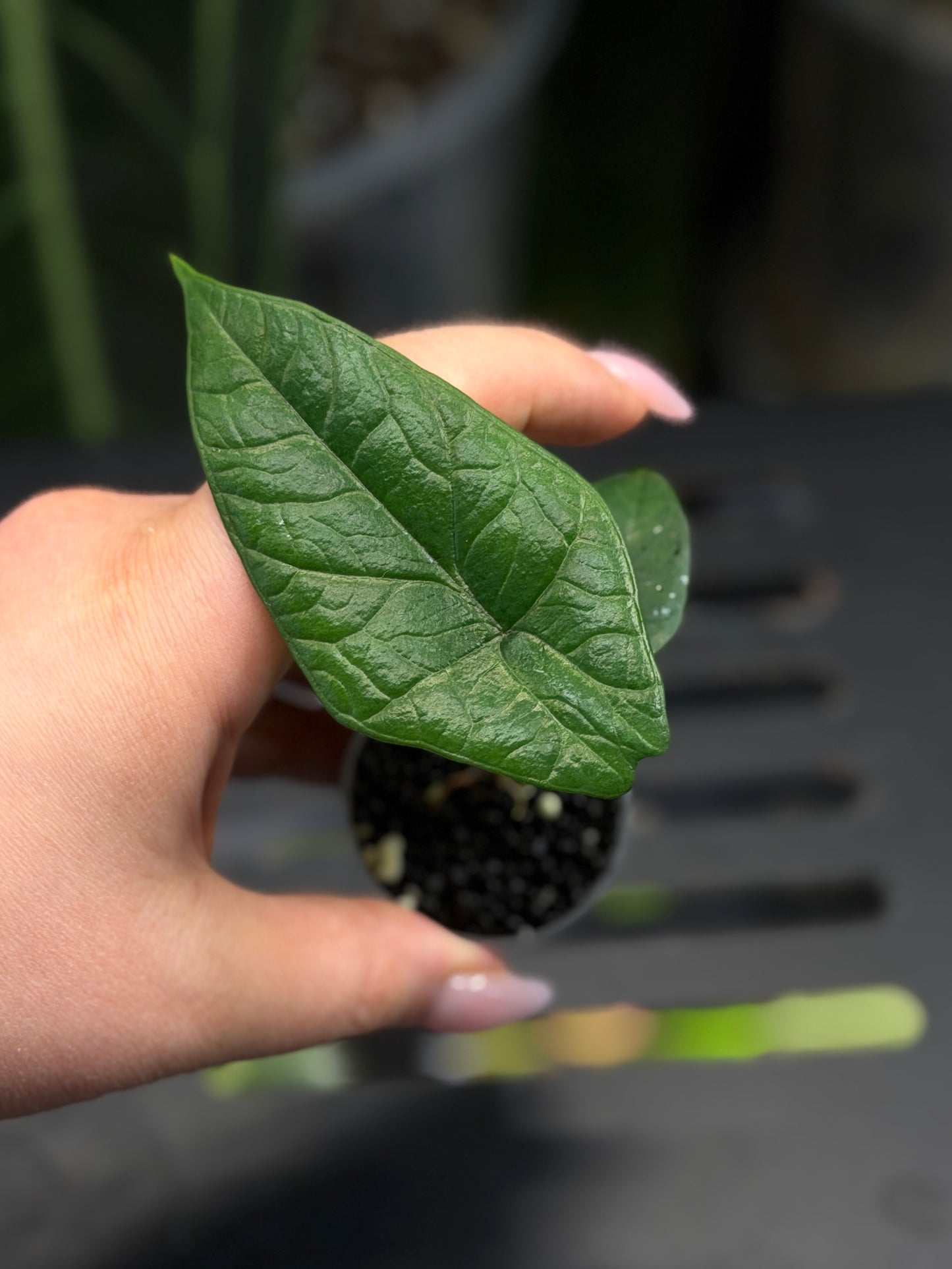 Alocasia Scalprum Nr.1