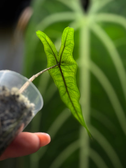 Alocasia Sulawesi Sabrina Nr.1