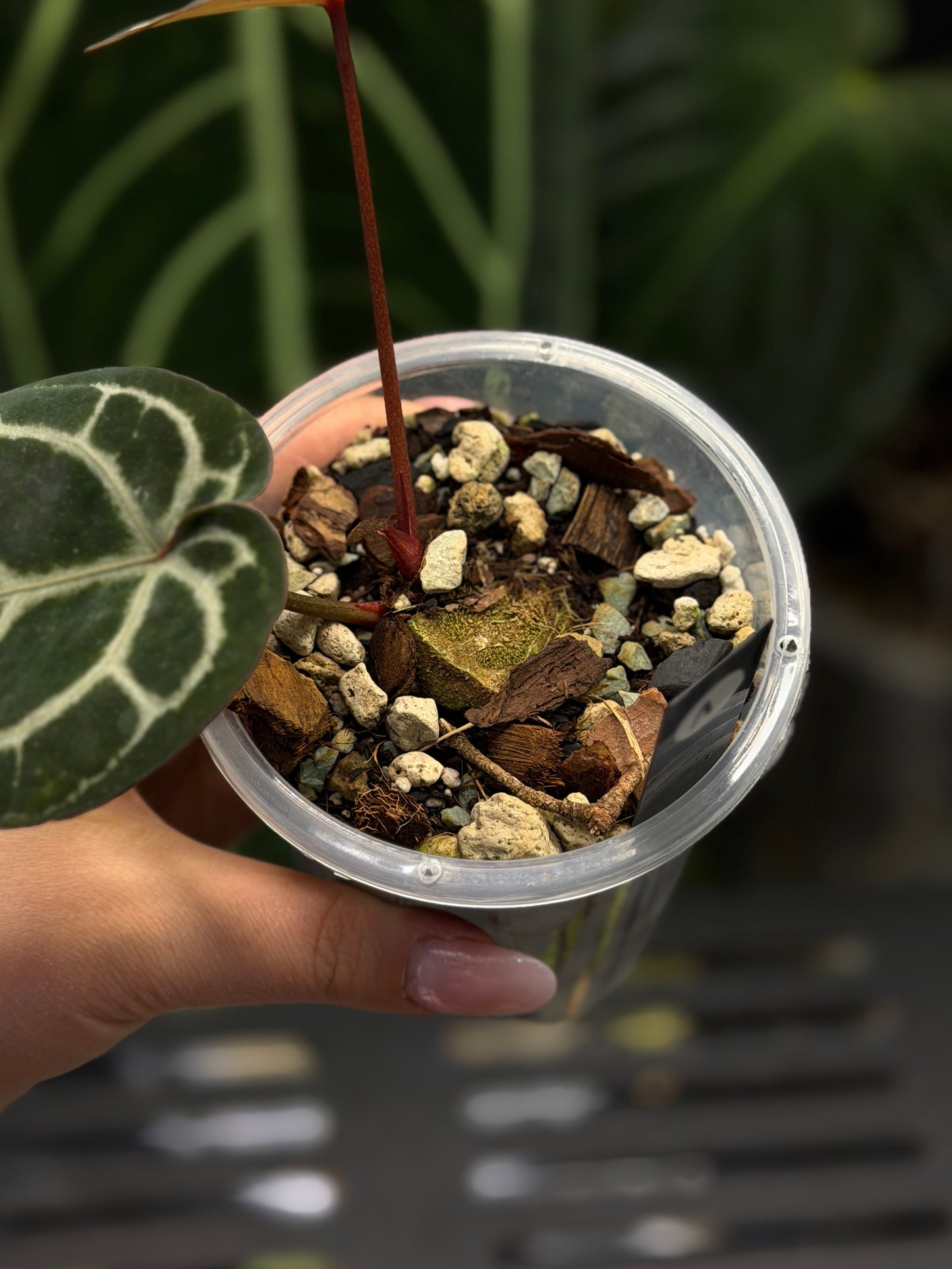 Anthurium (Michelle X DocBlock Zara) 28 X DocBlock Zara Cutting Nr.1