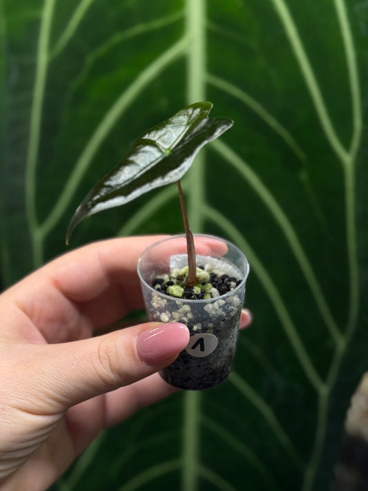 Alocasia Sanderiana Nobilis Nr.1