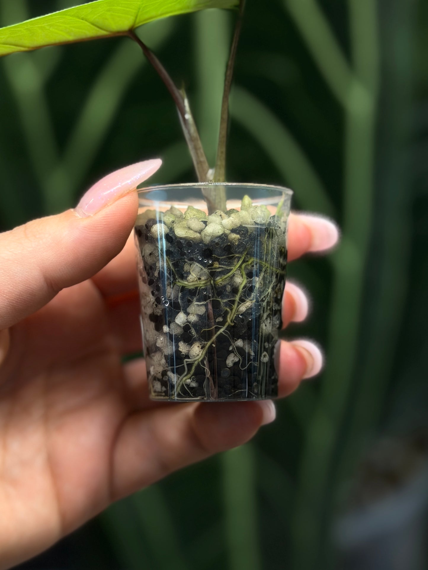 Alocasia Scalprum Nr.2