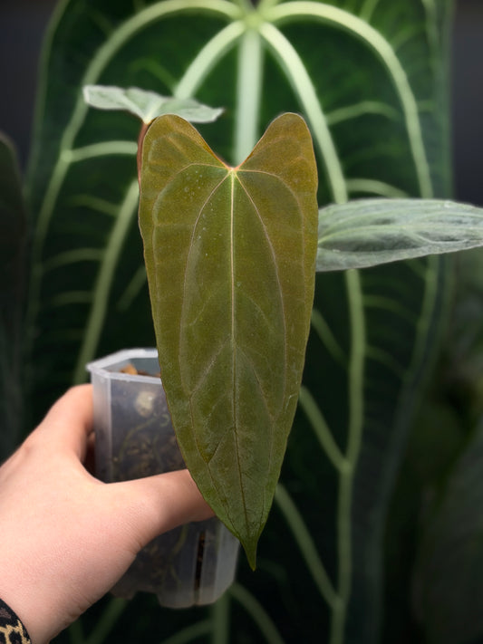 Anthurium NoID
