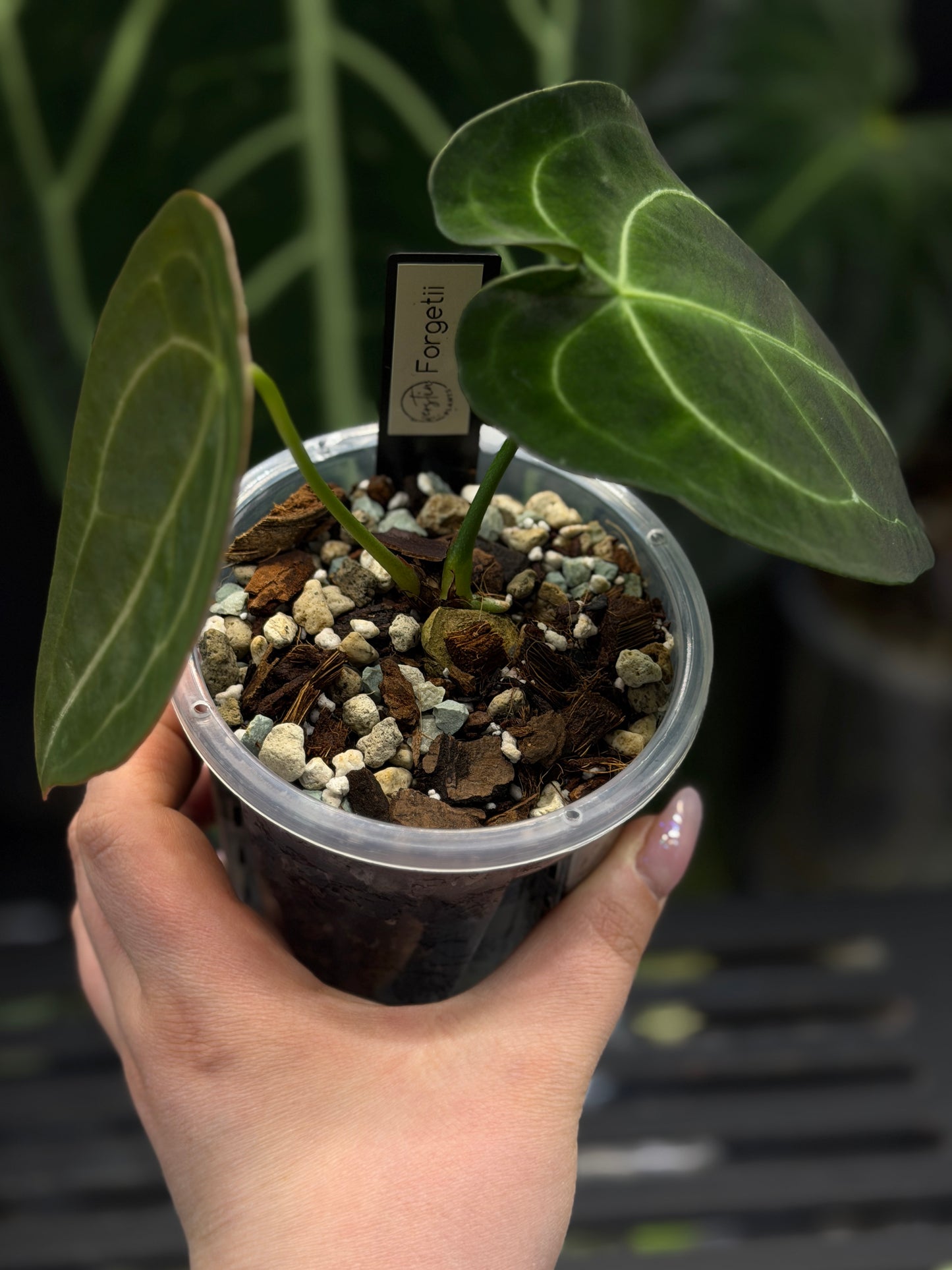 Anthurium Forgetii Cutting Nr.3