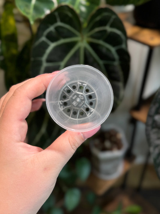 Seedling Töpfe