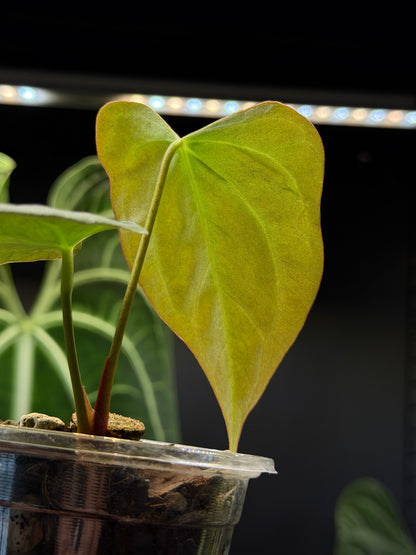 Anthurium Butterfly Mutation Cutting Nr.1