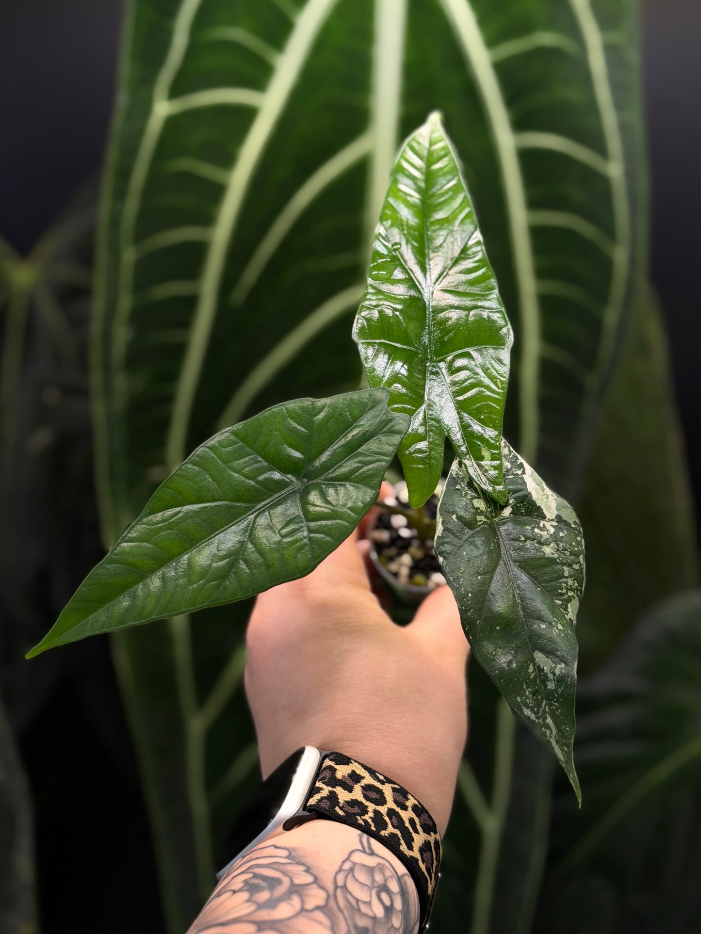 Alocasia Simpo Albo Low Variegata Nr.1