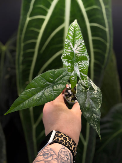 Alocasia Simpo Albo Low Variegata Nr.1