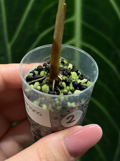 Alocasia Sanderiana Nobilis Nr.2