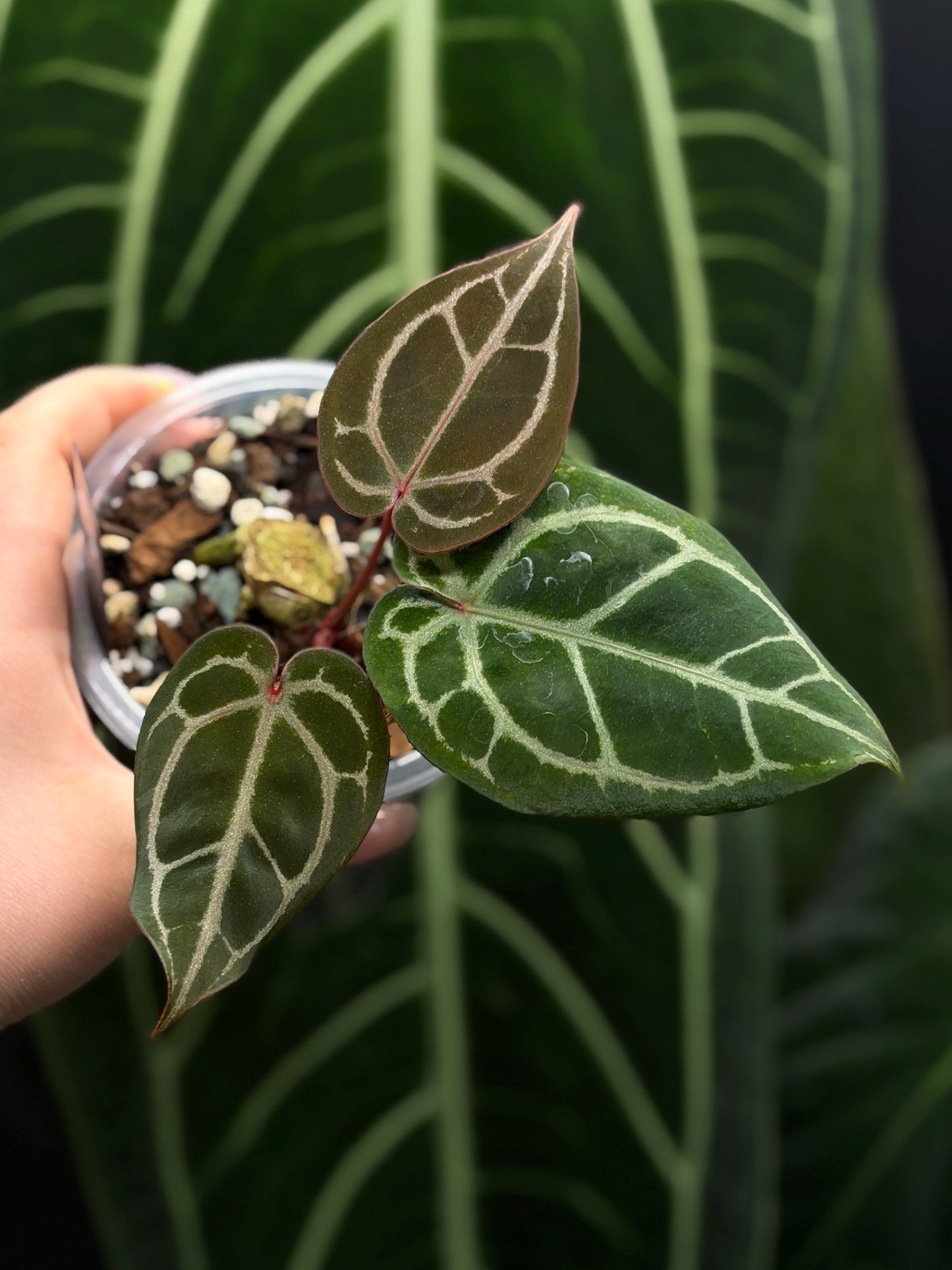 Anthurium (Michelle X DocBlock Zara) 28 X DocBlock Zara Cutting Nr.3