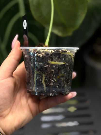 Anthurium Forgetii Cutting Nr.1