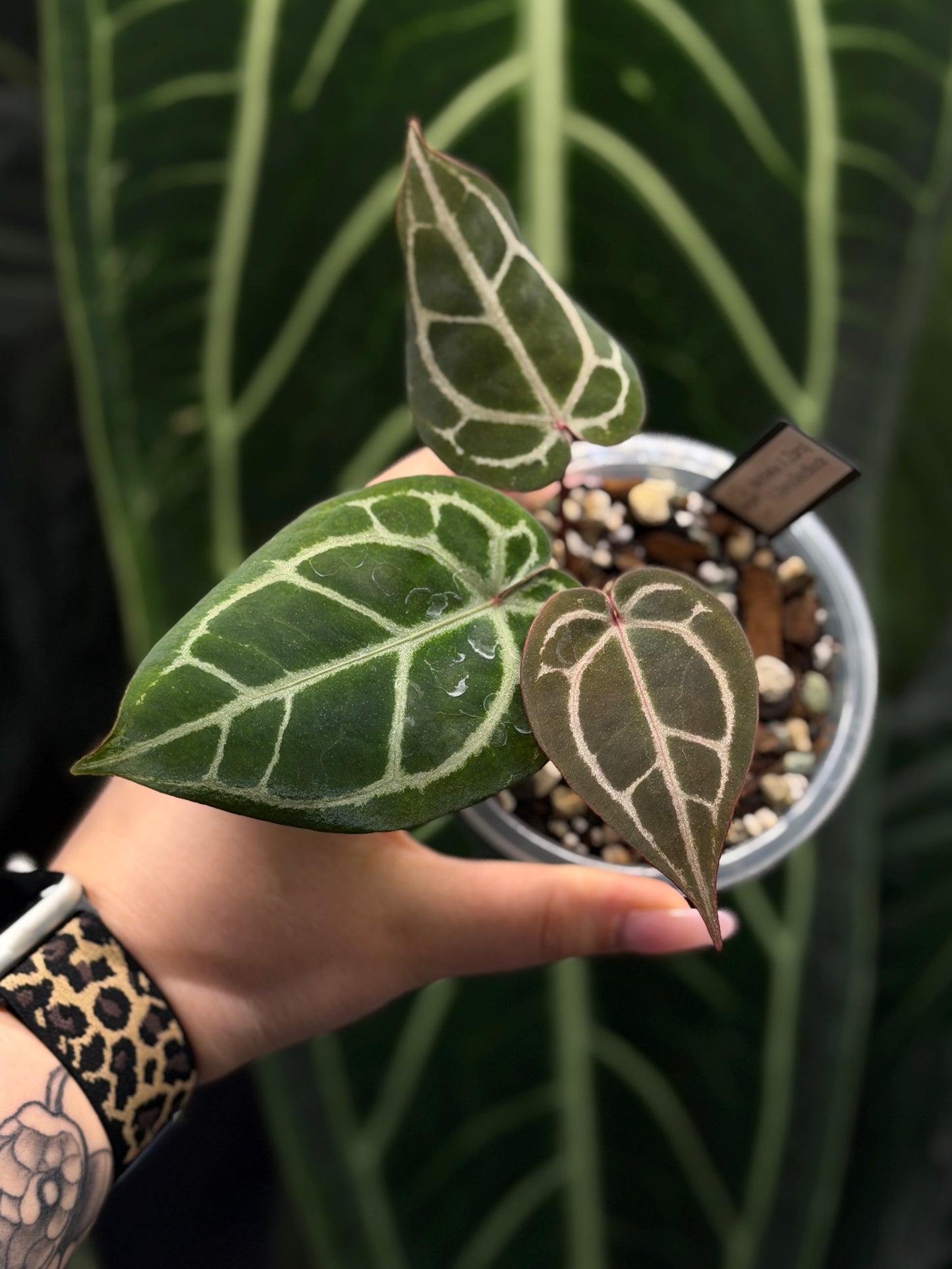 Anthurium (Michelle X DocBlock Zara) 28 X DocBlock Zara Cutting Nr.3