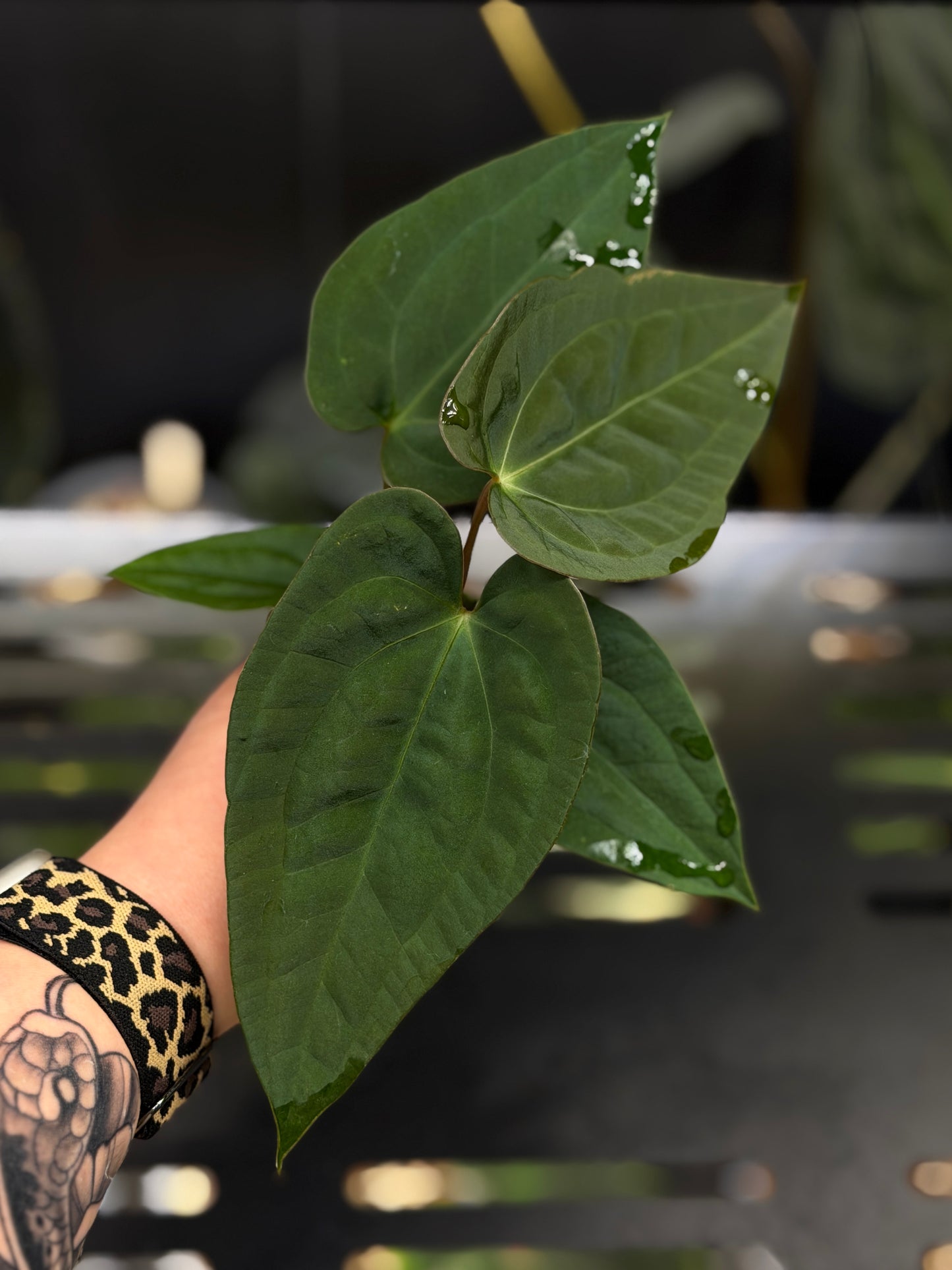 Anthurium (Luxurians x Magnificum) X (Papillilaminum Dark) Nr.1