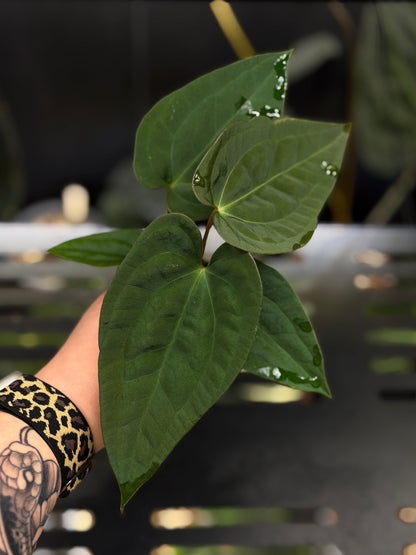 Anthurium (Luxurians x Magnificum) X (Papillilaminum Dark) Nr.1