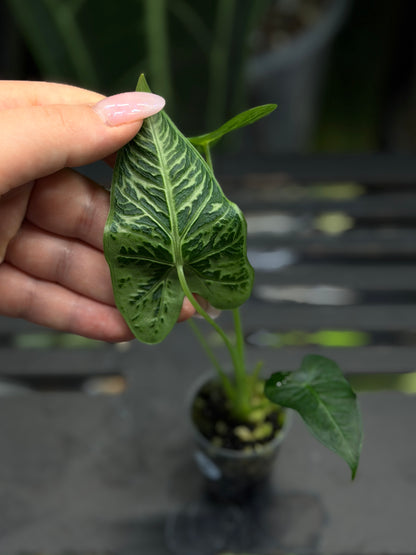 Alocasia Frydek Tattoo Nr.2