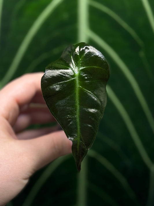 Alocasia Mystery