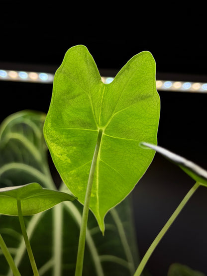 Alocasia Frydek Green on Green Low Variegata Nr.2