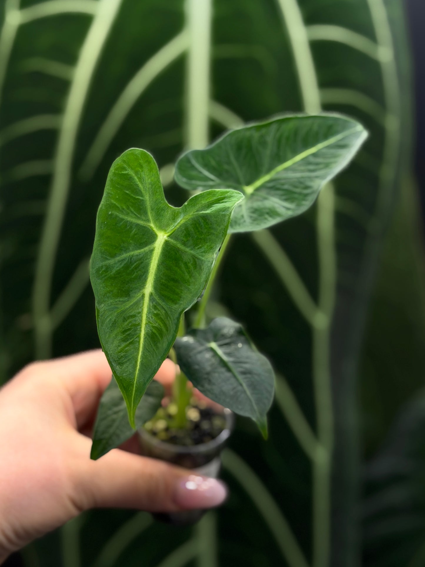 Alocasia Frydek Tattoo Nr.2