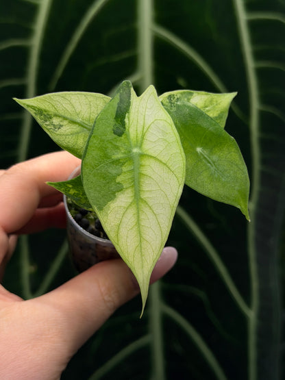 Alocasia Nairobi Nights Variegata Nr.1