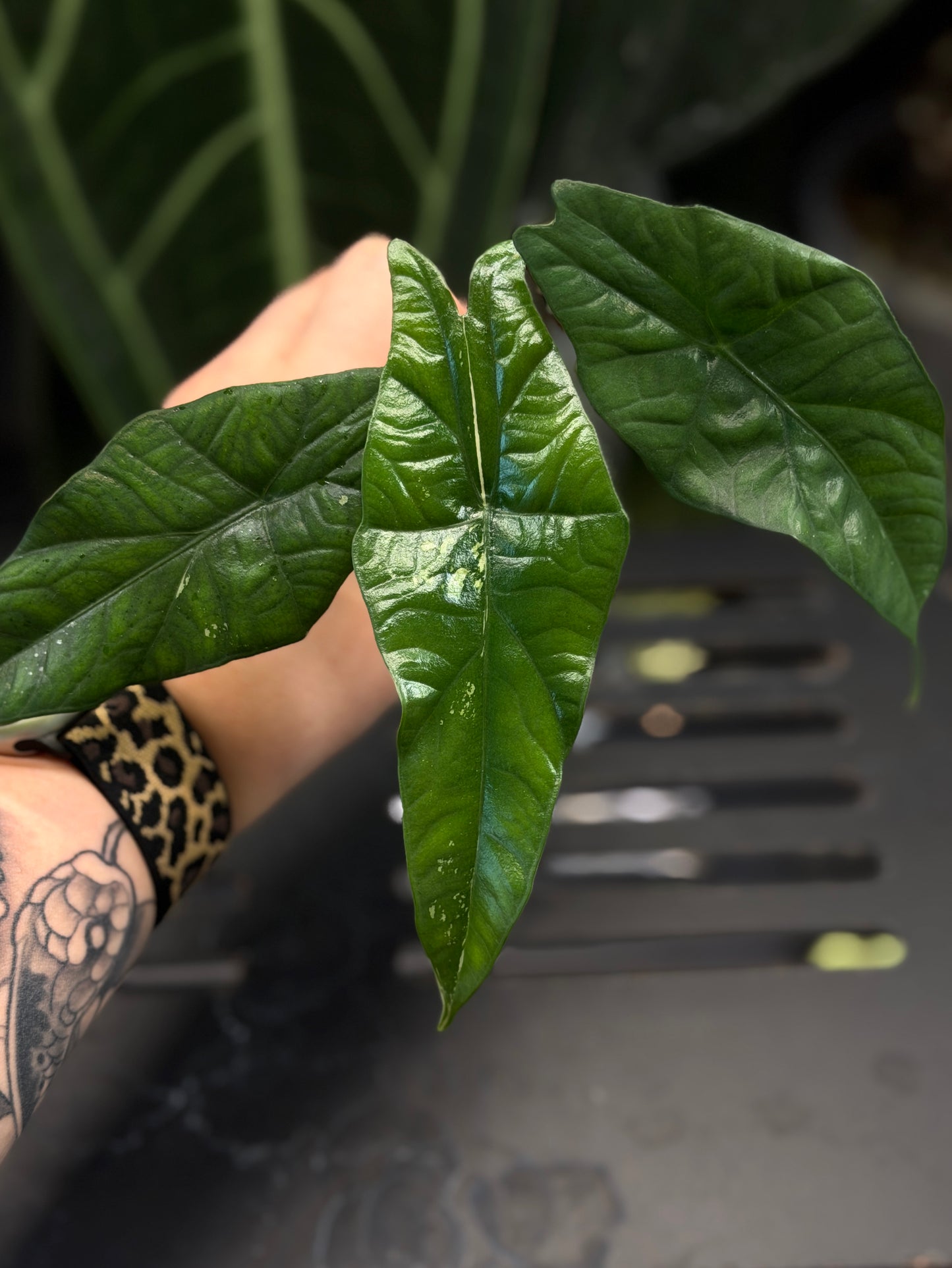 Alocasia Simpo Albo Low Variegata Nr.2