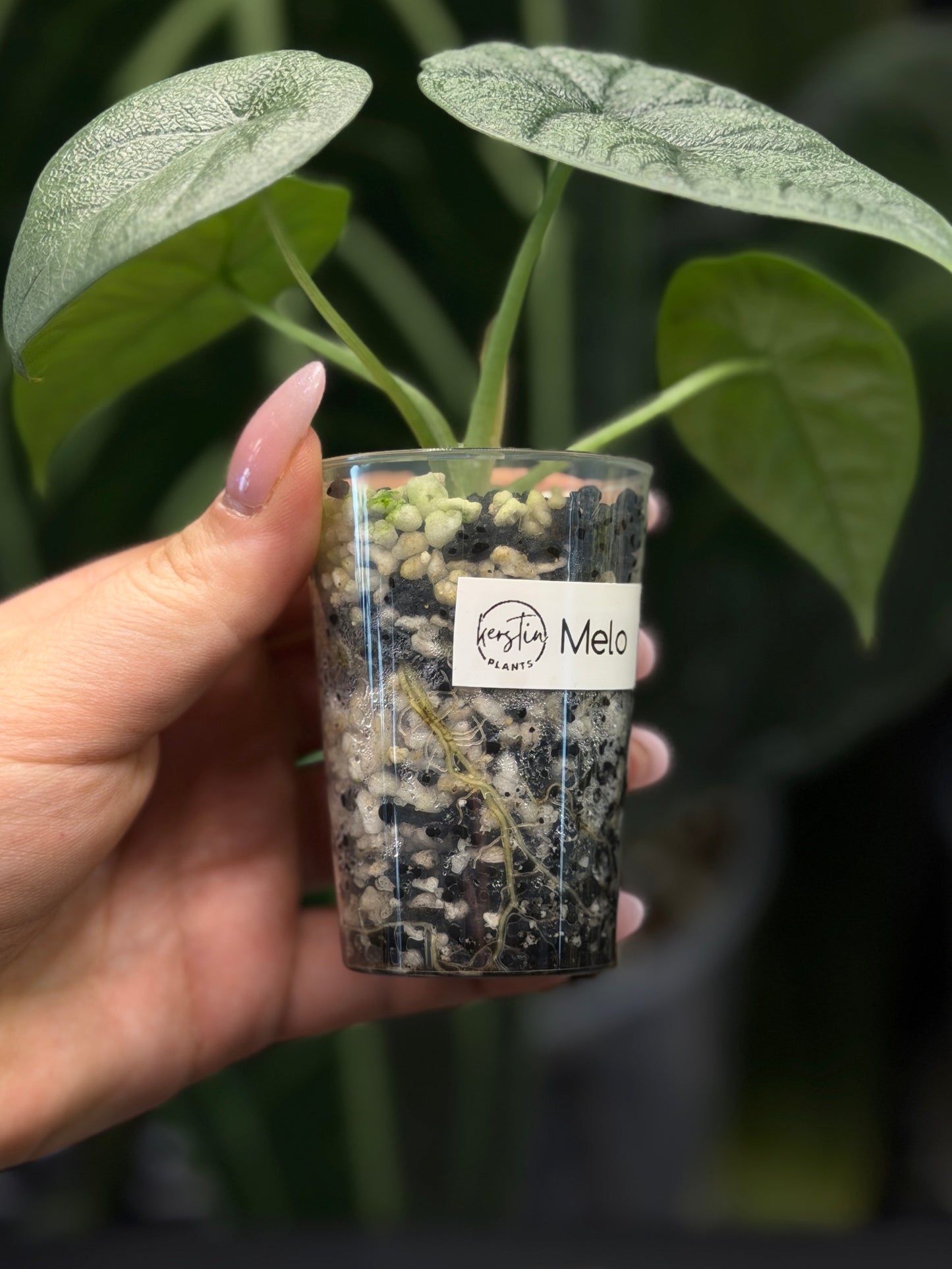 Alocasia Melo Nr.3