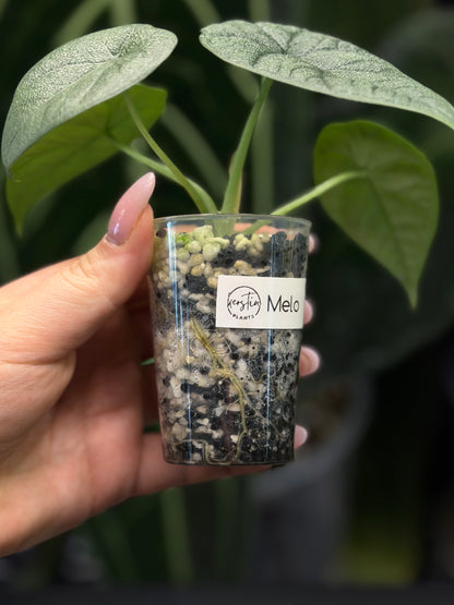 Alocasia Melo Nr.3
