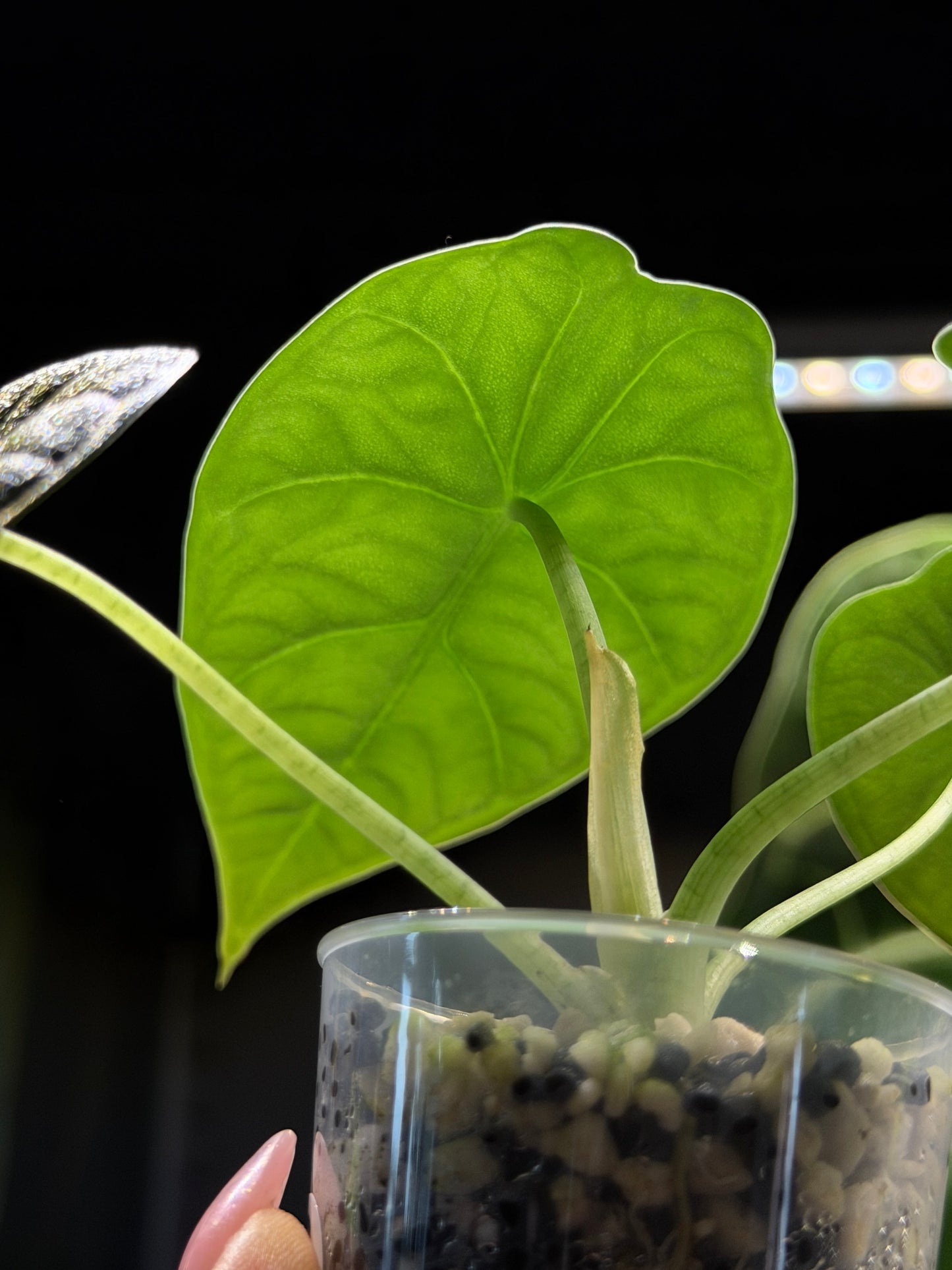 Alocasia Melo Nr.3