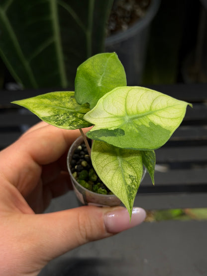 Alocasia Nairobi Nights Variegata Nr.1