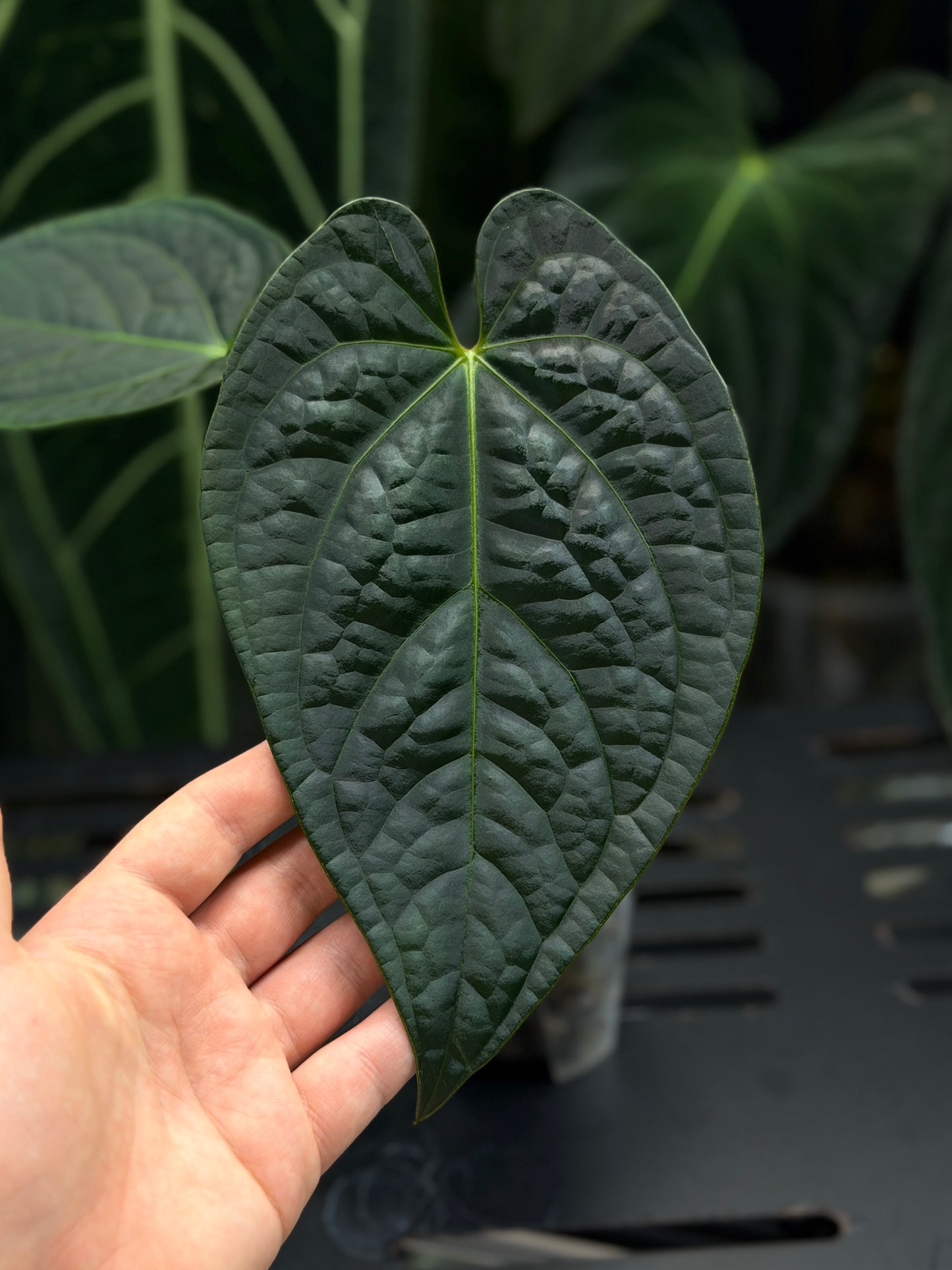 Anthurium Regale x Luxurians