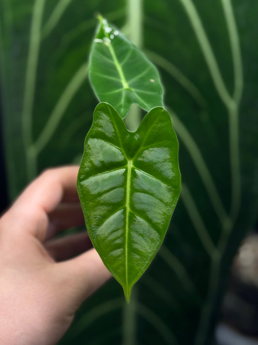 Alocasia Micholitziana (Frydek)