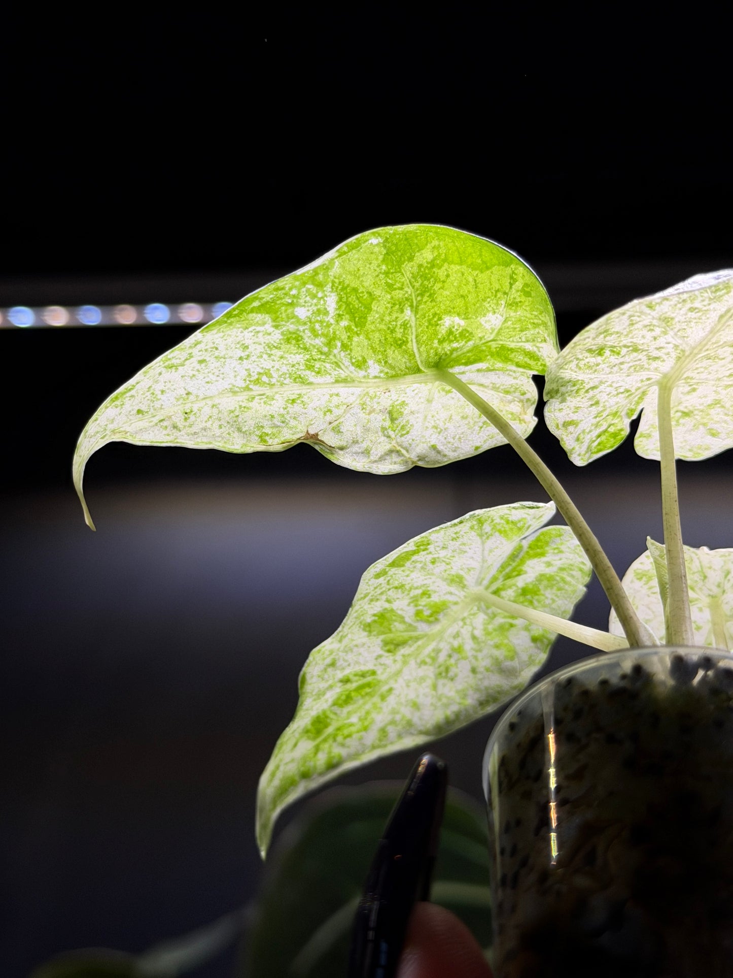 Alocasia Macrorrhiza Splash Nr.4