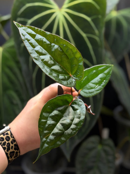 Anthurium (DocBlock D&H '9' X RVC '24') x Luxurians Seedling