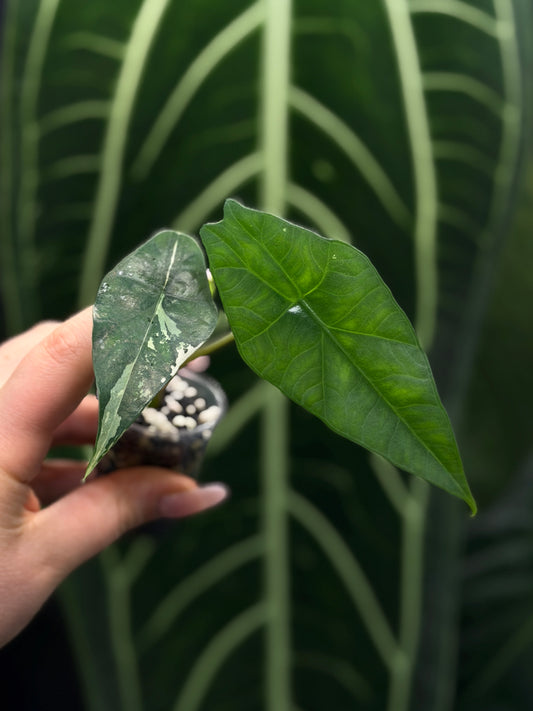 Alocasia Simpo Albo Low Variegata Nr.3