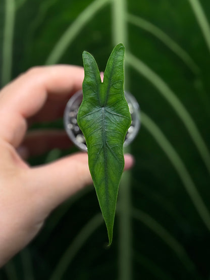 Alocasia Sulawesi Sabrina Nr.4
