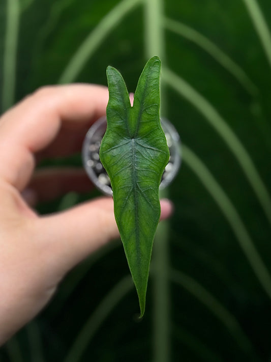 Alocasia Sulawesi Sabrina Nr.4