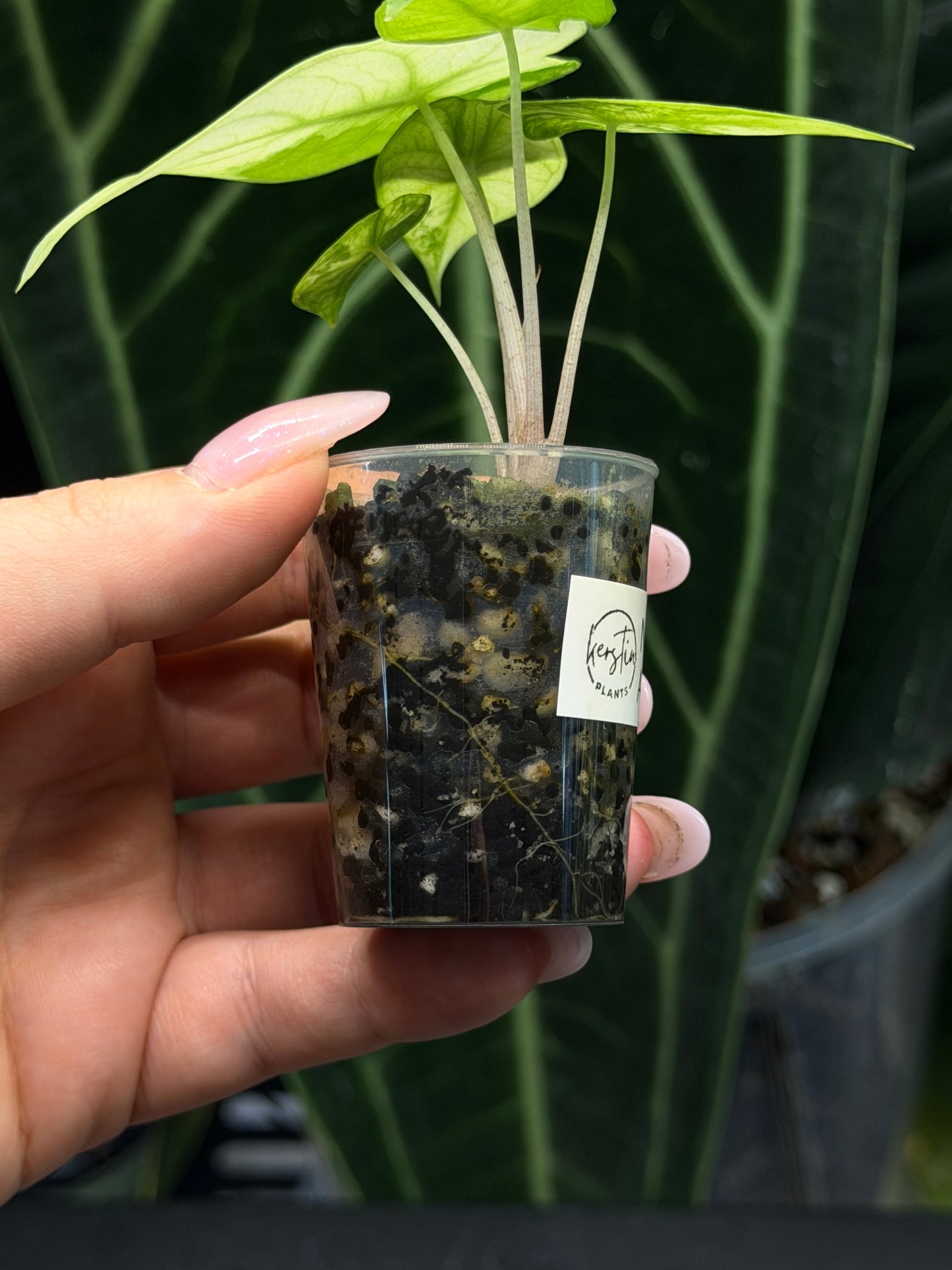 Alocasia Nairobi Nights Variegata Nr.1