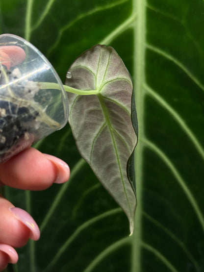 Alocasia Black Velvet Nr.4