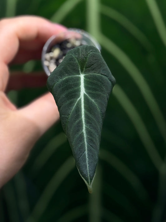 Alocasia Black Velvet Nr.1