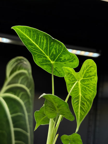 Alocasia Frydek Tattoo Nr.2
