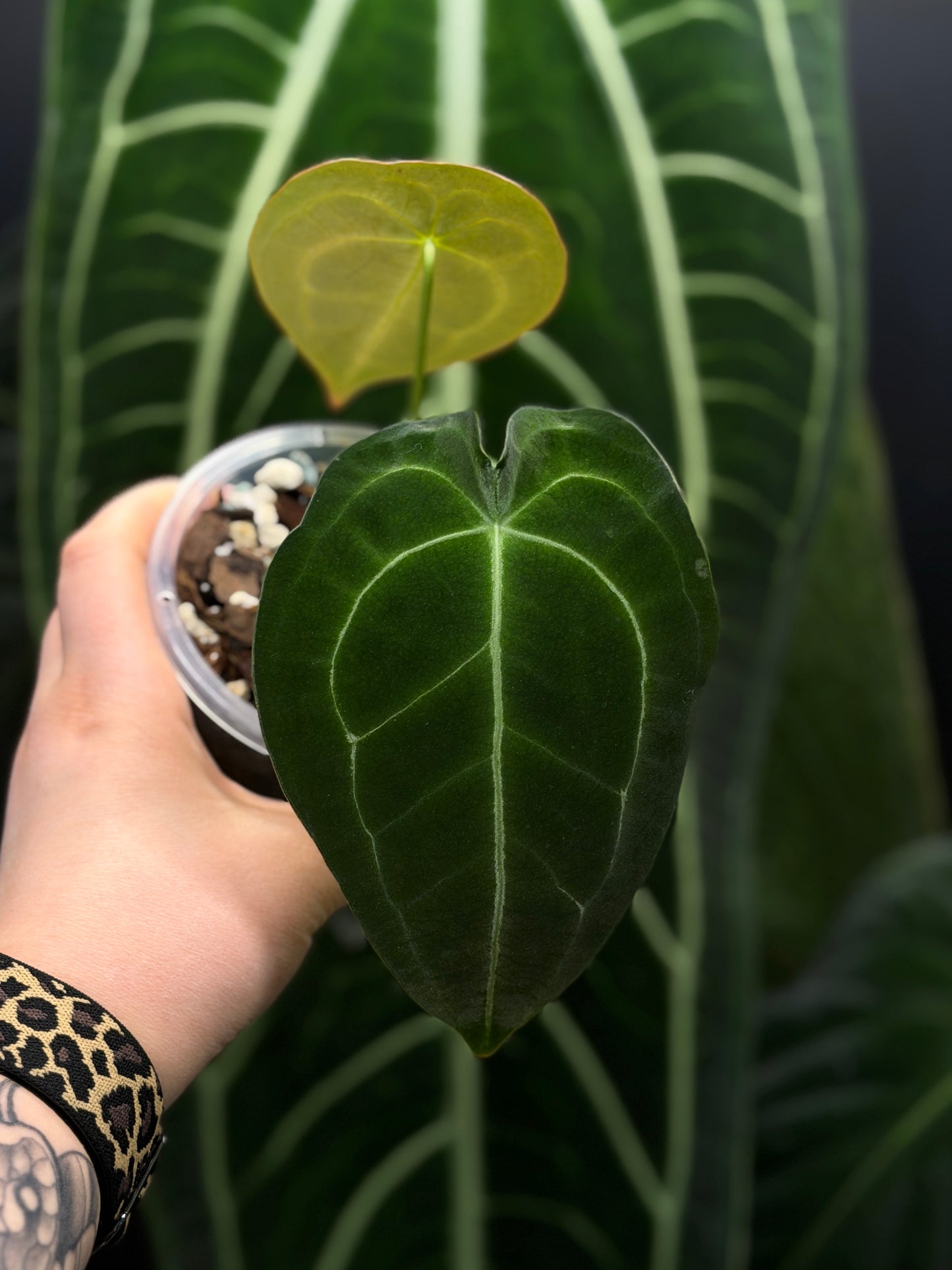 Anthurium Forgetii Cutting Nr.3