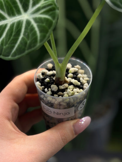 Alocasia Ninja Nr.3