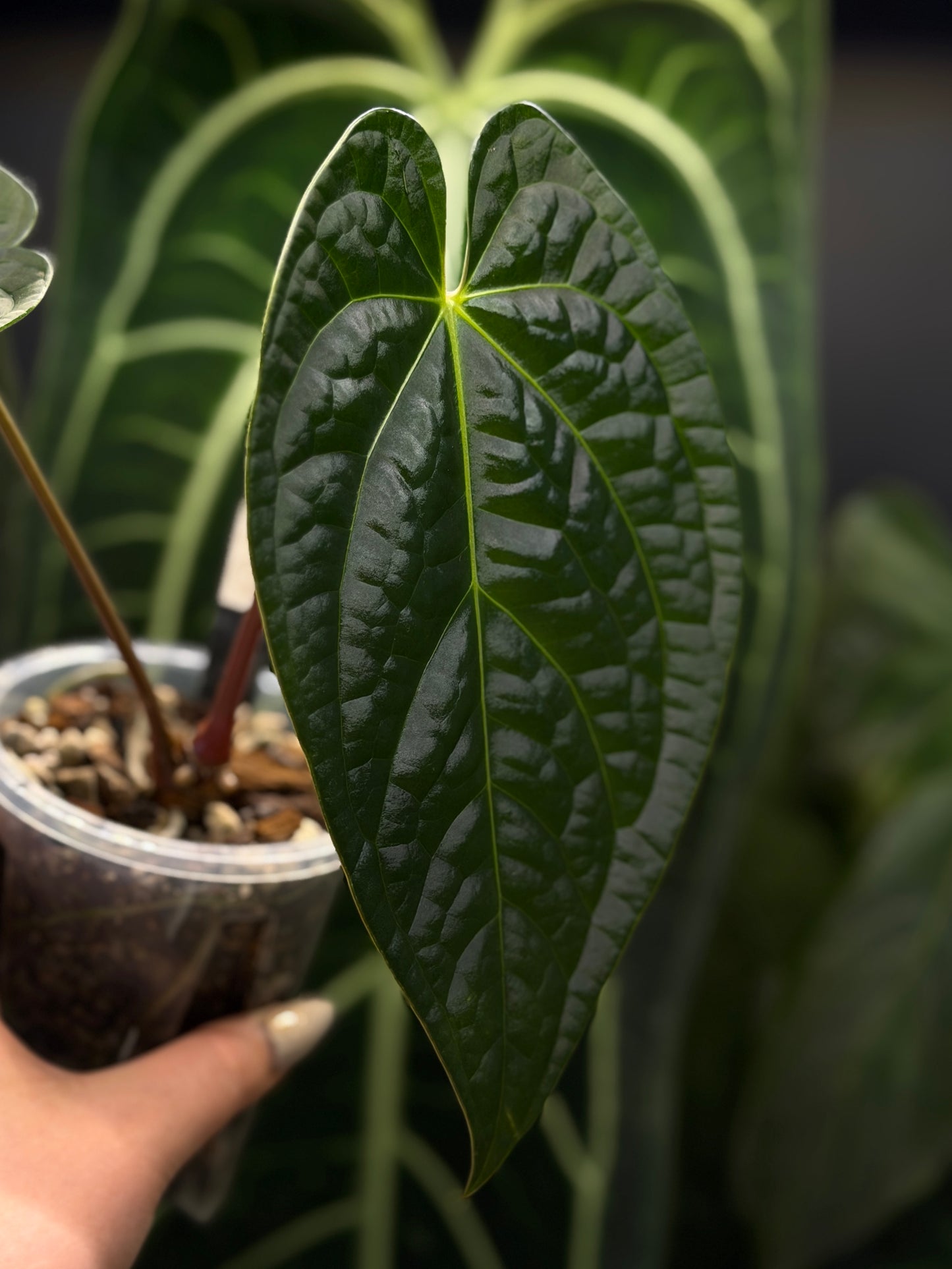 Anthurium Regale x Luxurians